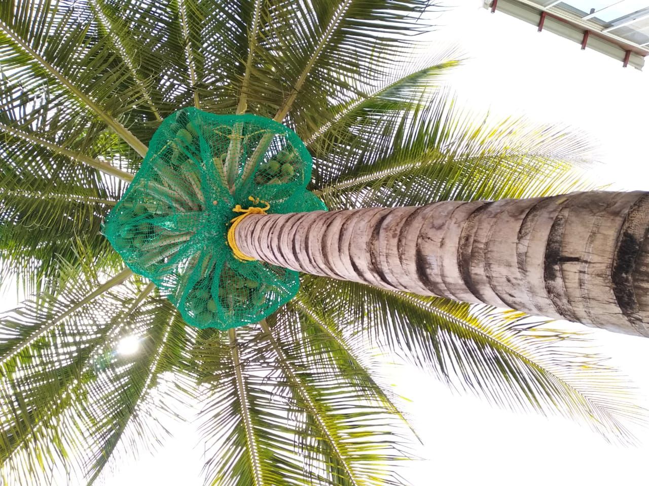 Coconut Tree Nets
